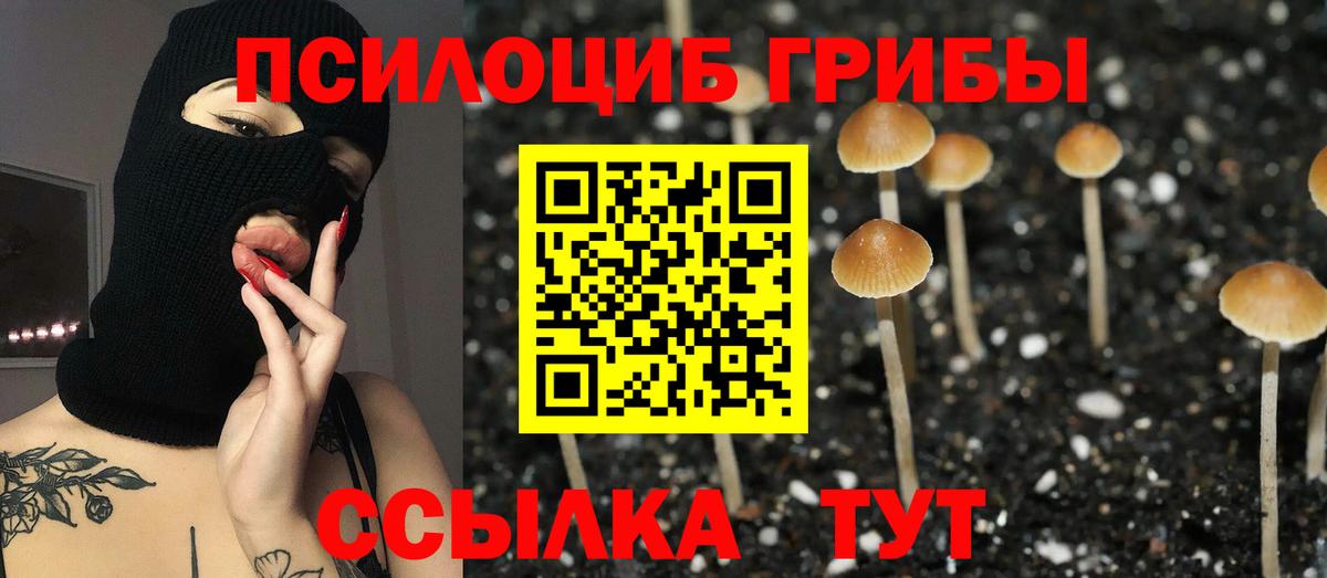 Псилоцибиновые грибы мицелий Грозный